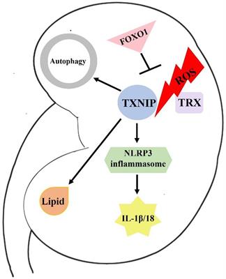 An update on the role of thioredoxin-interacting protein in diabetic kidney disease: A mini review